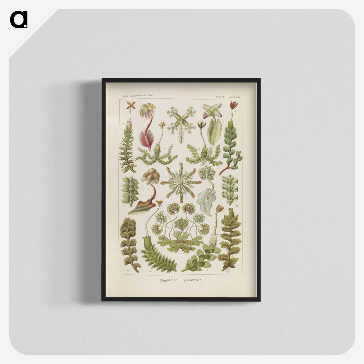 2-10_Ernst-Haeckel_blk-crop