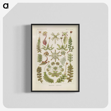 2-10_Ernst-Haeckel_blk-crop