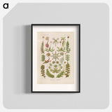 Hepaticae–Lebermoose illustration from Kunstformen der Natur - エルンスト ヘッケル Poster.