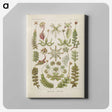2-10_Ernst-Haeckel_canvas