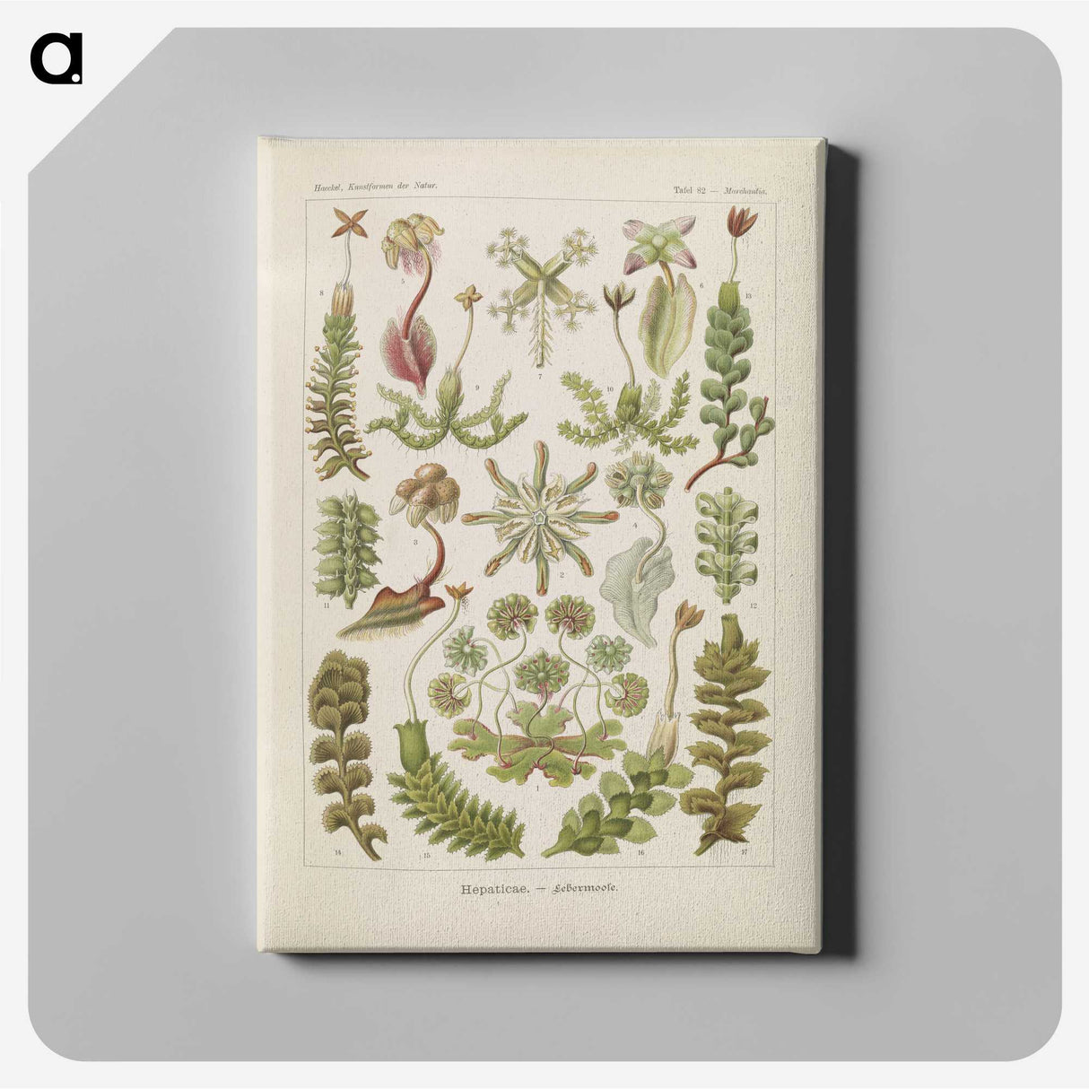 2-10_Ernst-Haeckel_canvas