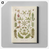 2-10_Ernst-Haeckel_canvas