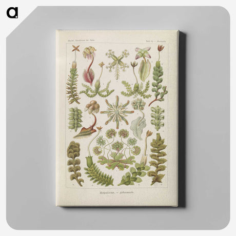 2-10_Ernst-Haeckel_canvas
