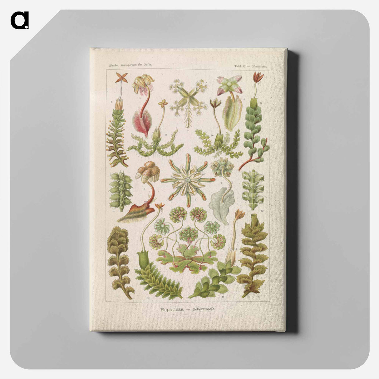 Hepaticae–Lebermoose illustration from Kunstformen der Natur - エルンスト ヘッケル Canvas.