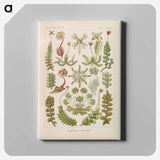 Hepaticae–Lebermoose illustration from Kunstformen der Natur - エルンスト ヘッケル Canvas.