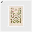 アートポストカード-Hepaticae–Lebermoose illustration from Kunstformen der Natur - エルンスト ヘッケル Postcard.