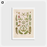 アートポストカード-Hepaticae–Lebermoose illustration from Kunstformen der Natur - エルンスト ヘッケル Postcard.