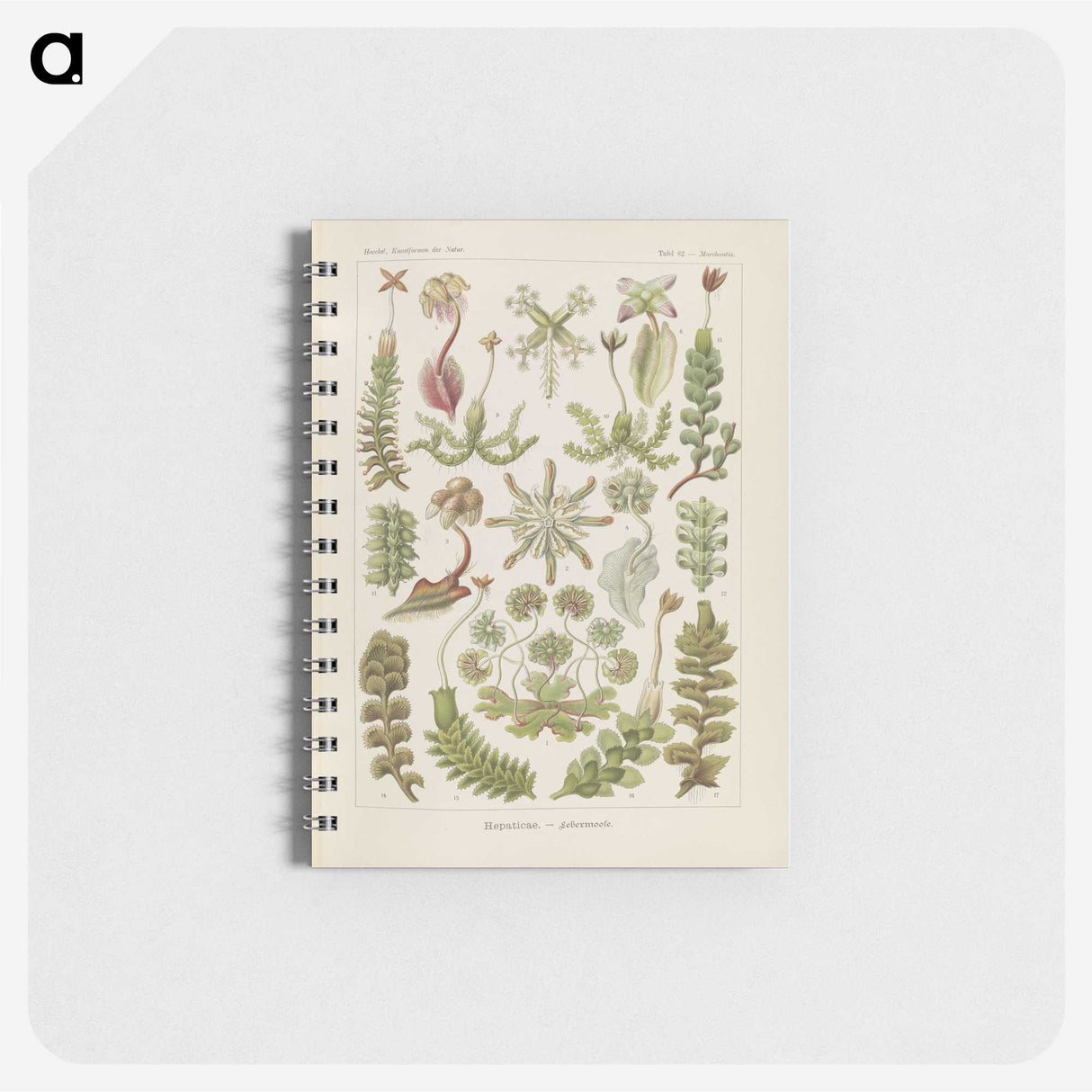 2-10_Ernst-Haeckel_memo