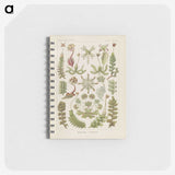 2-10_Ernst-Haeckel_memo