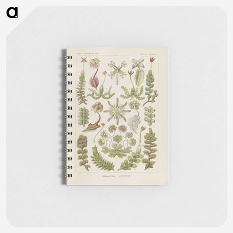 2-10_Ernst-Haeckel_memo