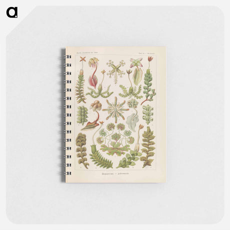アートメモ帳-Hepaticae–Lebermoose illustration from Kunstformen der Natur - エルンスト ヘッケル Memo.
