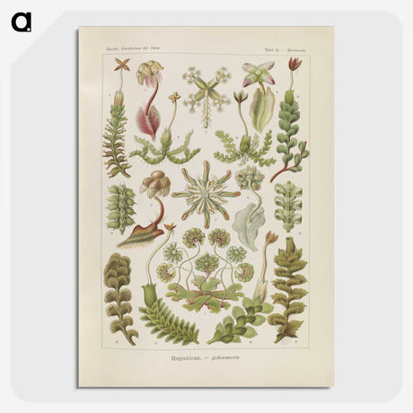 2-10_Ernst-Haeckel_picture-crop