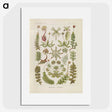 2-10_Ernst-Haeckel_picture