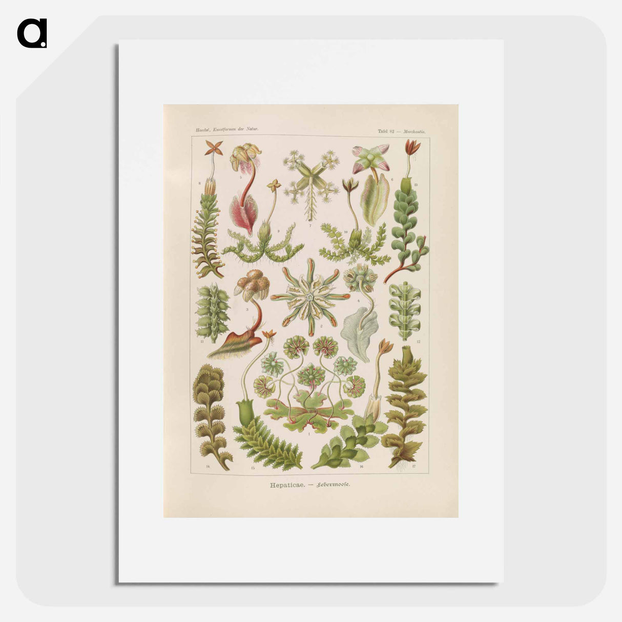Hepaticae–Lebermoose illustration from Kunstformen der Natur - エルンスト ヘッケル Poster.