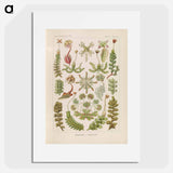 Hepaticae–Lebermoose illustration from Kunstformen der Natur - エルンスト ヘッケル Poster.