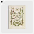 2-10_Ernst-Haeckel_postcard