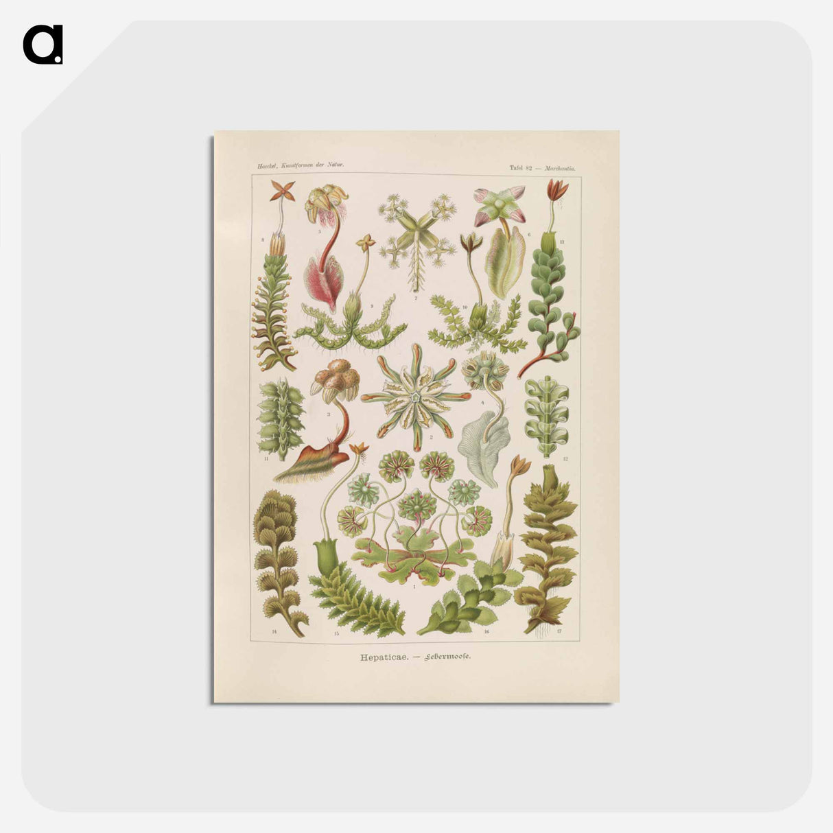 アートポストカード-Hepaticae–Lebermoose illustration from Kunstformen der Natur - エルンスト ヘッケル Postcard.