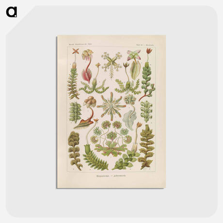 アートポストカード-Hepaticae–Lebermoose illustration from Kunstformen der Natur - エルンスト ヘッケル Postcard.