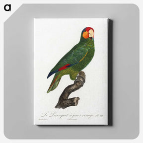 2-10_Francois-Levaillant_canvas