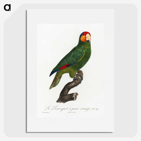 2-10_Francois-Levaillant_picture