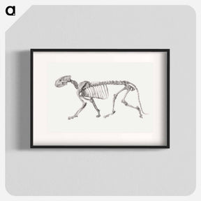アートポスター-Tiger Skeleton, Lateral View
 - ジョージ スタッブス Poster.