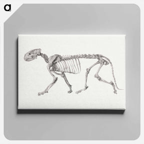 アートパネル-Tiger Skeleton, Lateral View
 - ジョージ スタッブス Canvas.