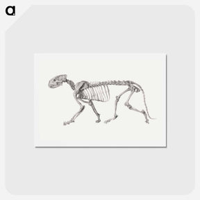 アートポストカード-Tiger Skeleton, Lateral View
 - ジョージ スタッブス Postcard.