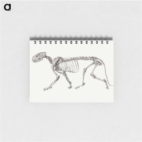 アートメモ帳-Tiger Skeleton, Lateral View
 - ジョージ スタッブス Memo.