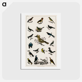 アートポストカード-Collection of Various Birds
 - ゴールドスミスの生き生きとした自然 Postcard.