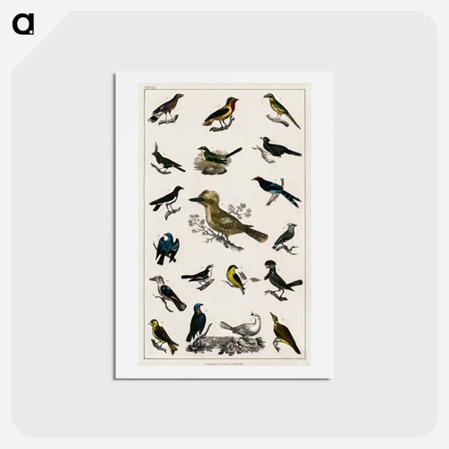 Collection of Various Birds
 - ゴールドスミスの生き生きとした自然 Postcard.