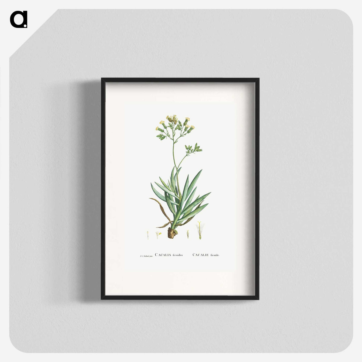 2-10_Histoire-des-Plantes-Grasses_blk