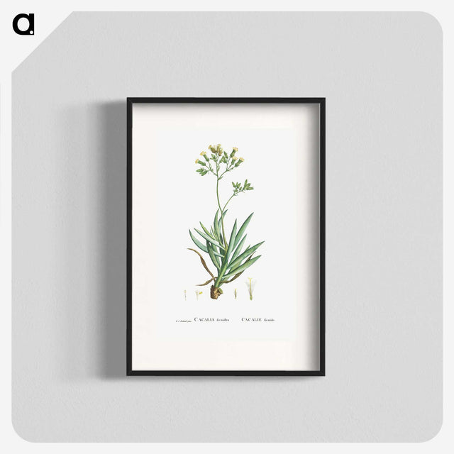 2-10_Histoire-des-Plantes-Grasses_blk