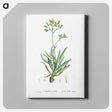 2-10_Histoire-des-Plantes-Grasses_canvas