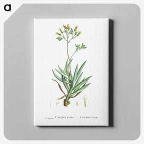 2-10_Histoire-des-Plantes-Grasses_canvas
