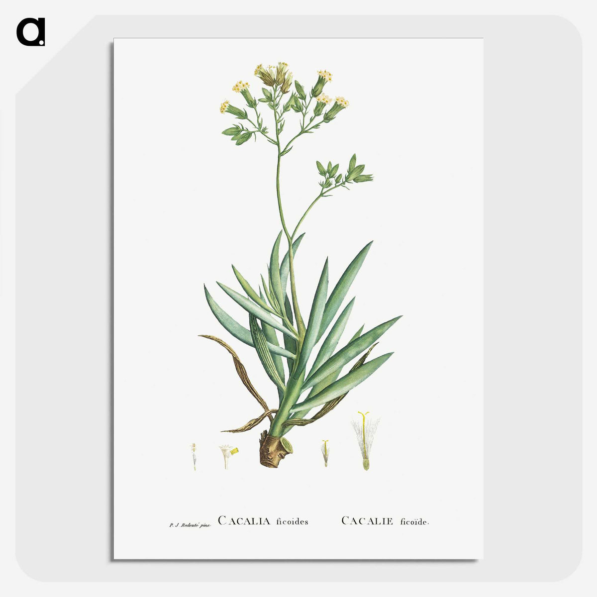 2-10_Histoire-des-Plantes-Grasses_picture-crop