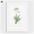 2-10_Histoire-des-Plantes-Grasses_picture