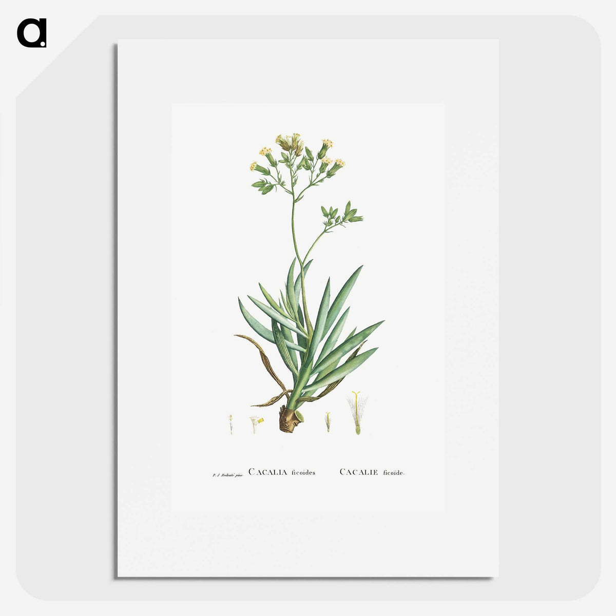 2-10_Histoire-des-Plantes-Grasses_picture
