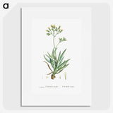 2-10_Histoire-des-Plantes-Grasses_picture