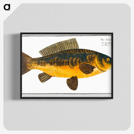 2-10_Ichtyologie-ou-Histoire-naturelle_blk-crop