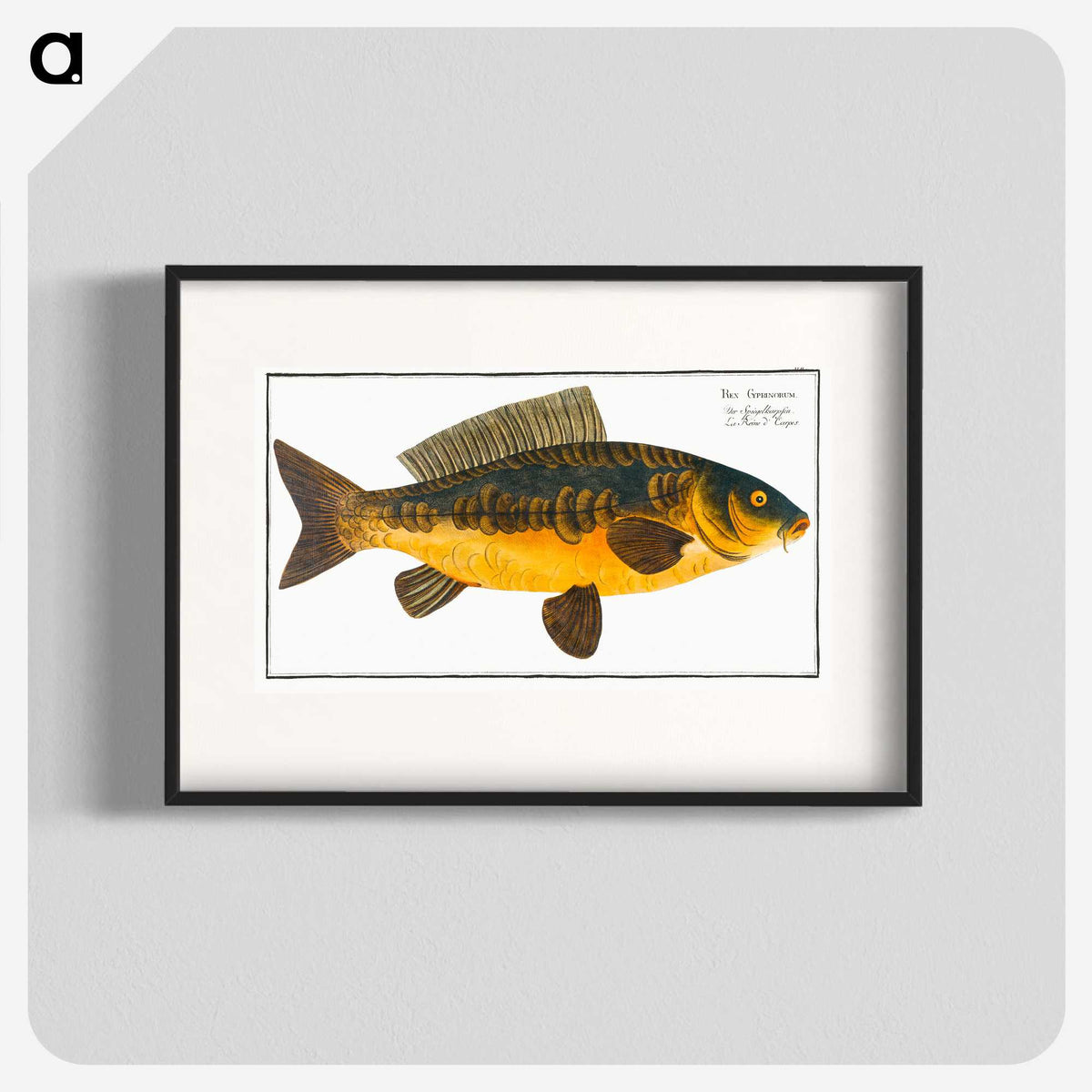 2-10_Ichtyologie-ou-Histoire-naturelle_blk