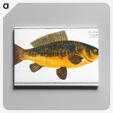 2-10_Ichtyologie-ou-Histoire-naturelle_canvas