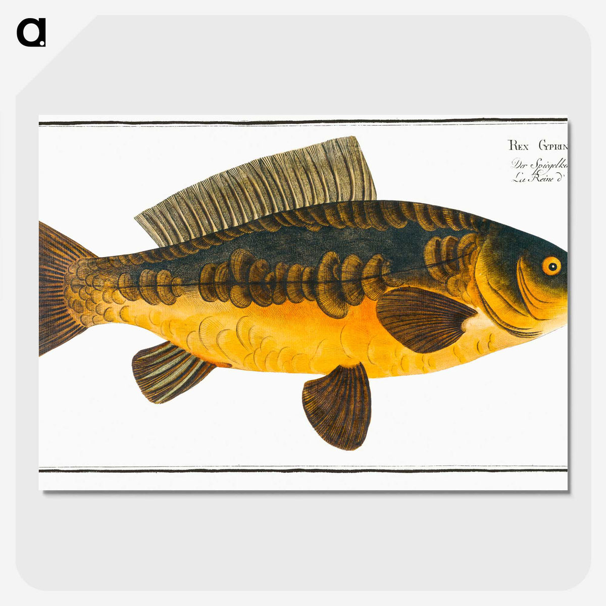 2-10_Ichtyologie-ou-Histoire-naturelle_picture-crop