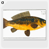 2-10_Ichtyologie-ou-Histoire-naturelle_picture-crop