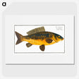 2-10_Ichtyologie-ou-Histoire-naturelle_picture