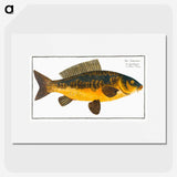 2-10_Ichtyologie-ou-Histoire-naturelle_picture