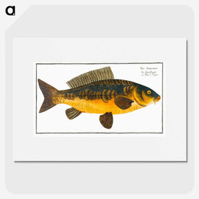 2-10_Ichtyologie-ou-Histoire-naturelle_picture