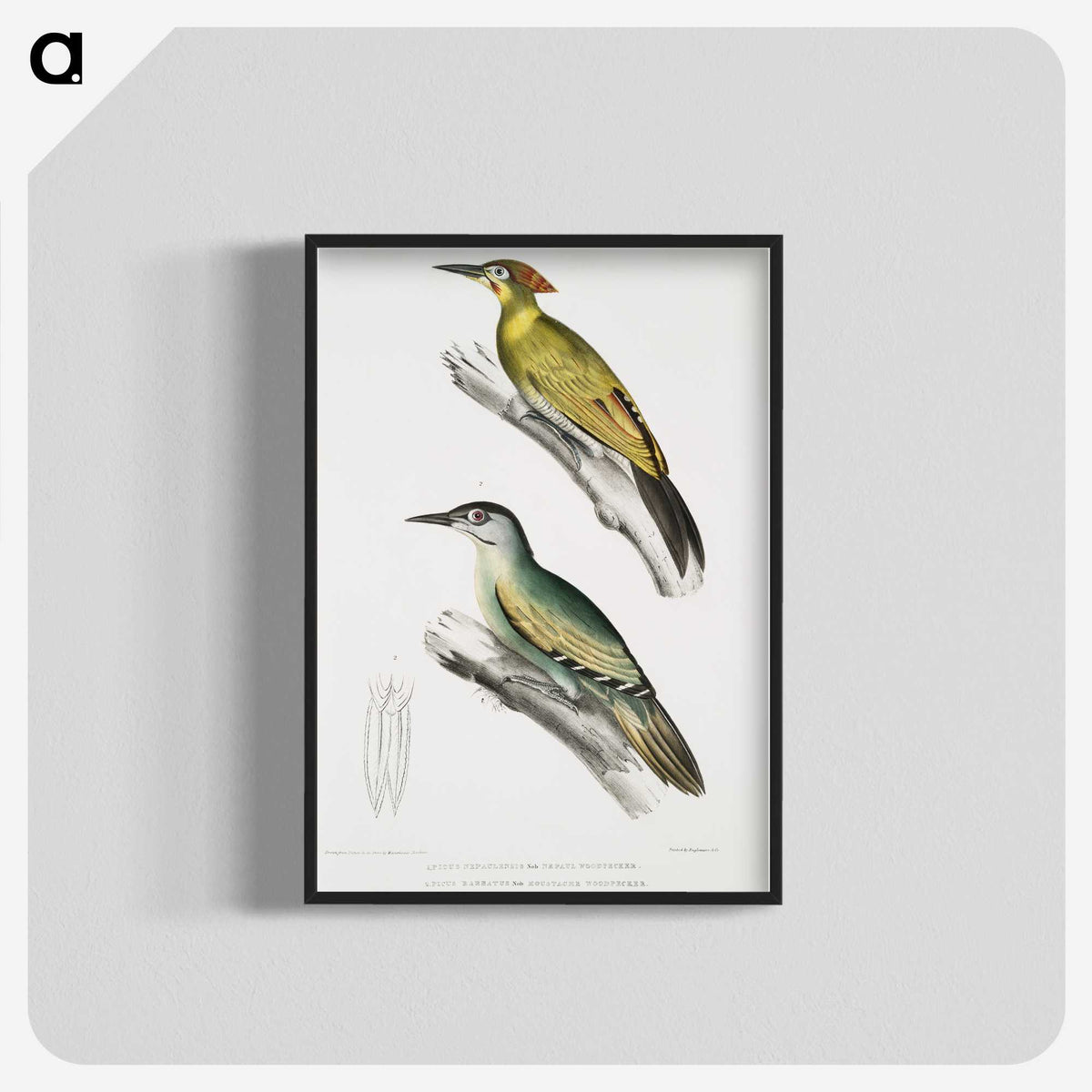 2-10_Indian-Zoology_blk-crop