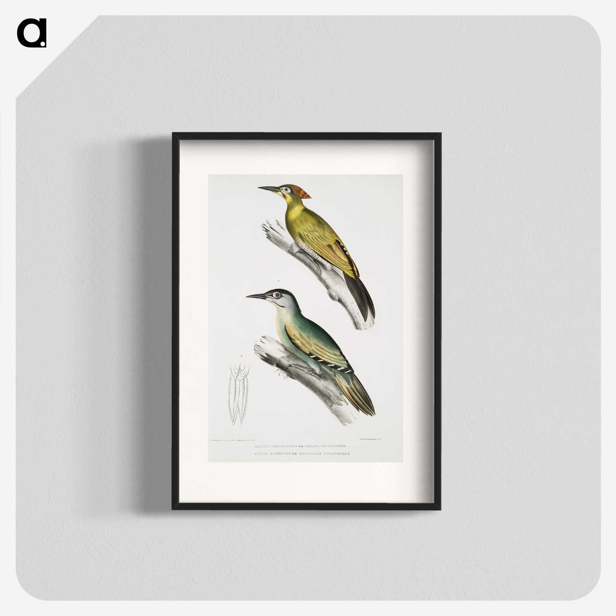 2-10_Indian-Zoology_blk