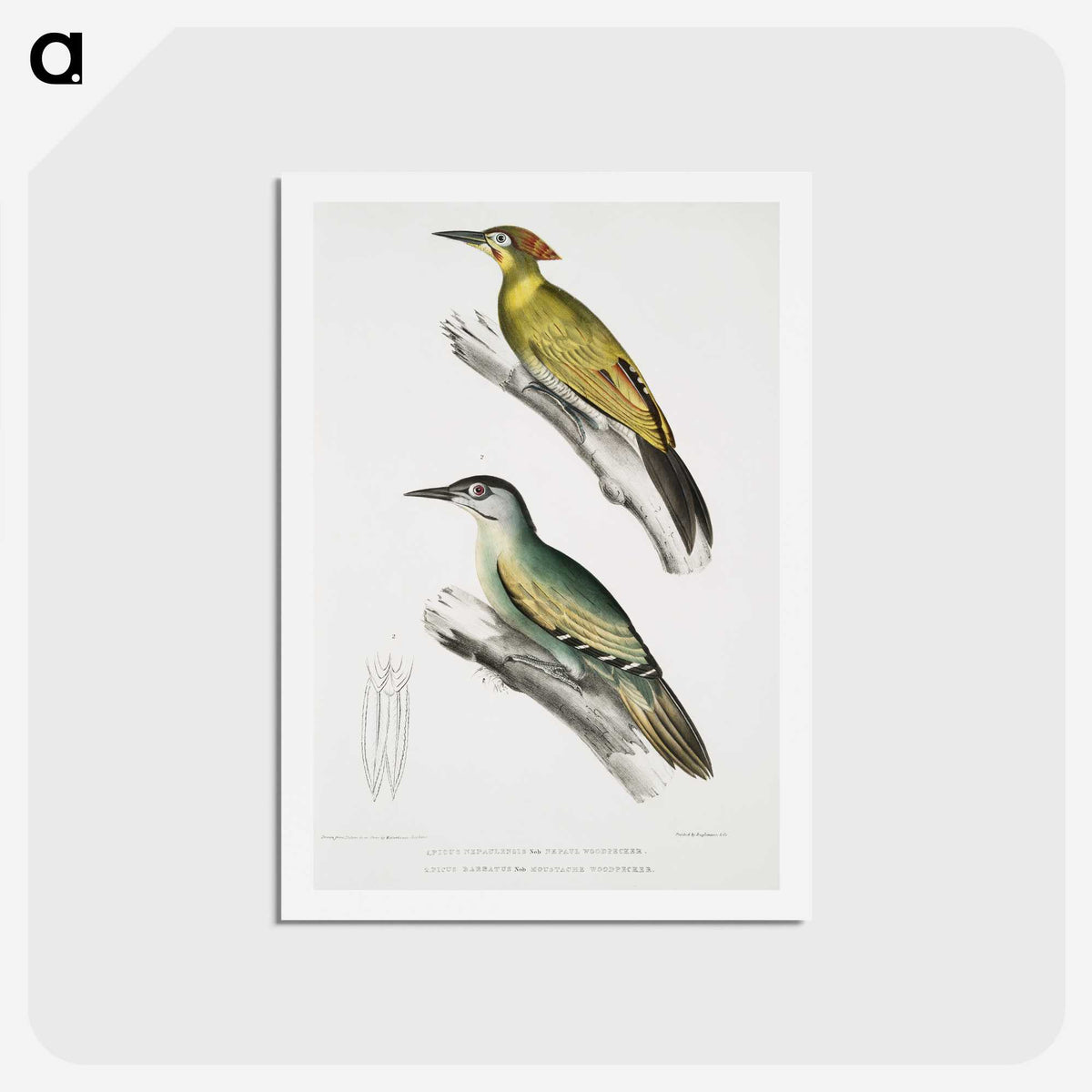 2-10_Indian-Zoology_hagaki
