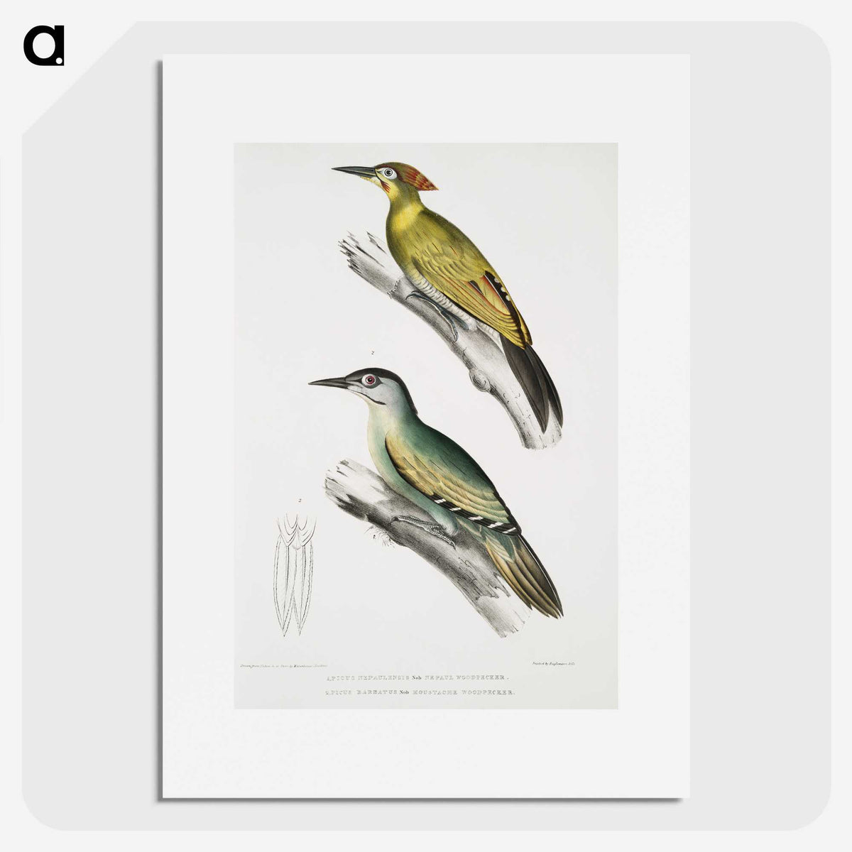 2-10_Indian-Zoology_picture